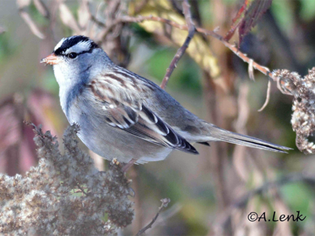 White-crowned Sparrow by Alan Lenk